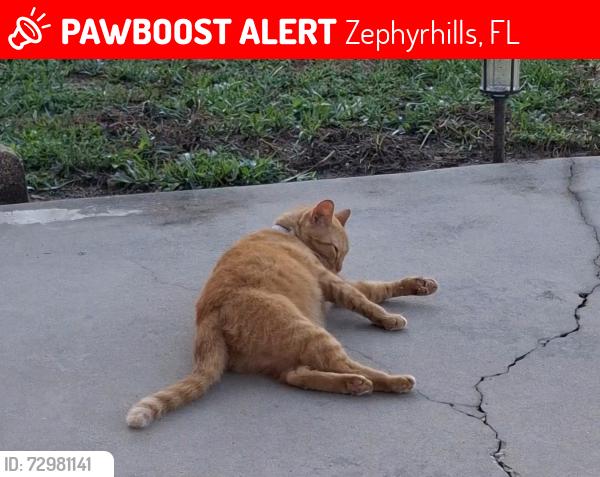 Lost Female Cat last seen Vulcan cir and 16th st, Zephyrhills, FL 33542
