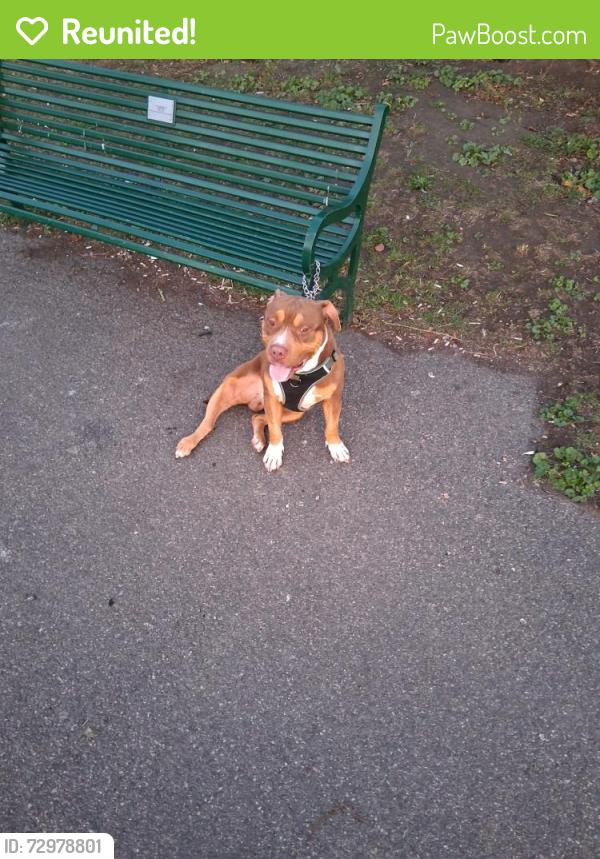 Reunited Male Dog last seen Mansfield park, Greater London, England SE6