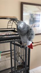 Lost Male Bird last seen Starfire way, New Port Richey, FL 34654
