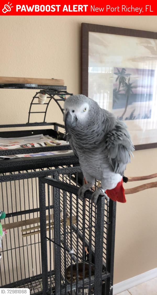 Lost Male Bird last seen Starfire way, New Port Richey, FL 34654