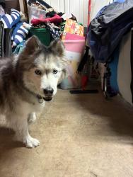 Found/Stray Female Dog last seen Kumquat Ave and Lee Ct, Chino, CA 91710