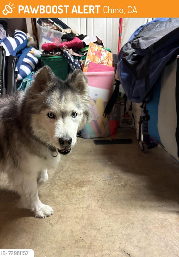 Found/Stray Female Dog last seen Kumquat Ave and Lee Ct, Chino, CA 91710