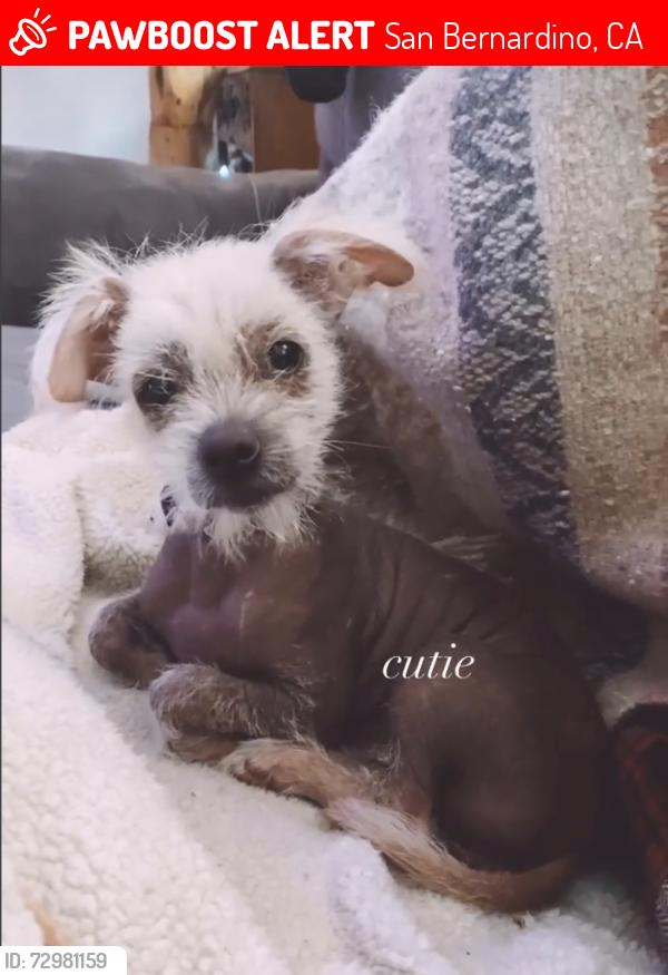 Lost Male Dog last seen Waterman, Sierra , San Bernardino, CA 92404