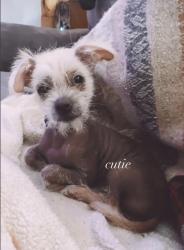Lost Male Dog last seen Waterman, Sierra , San Bernardino, CA 92404