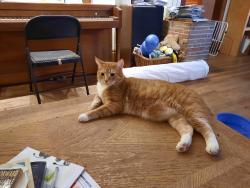 Reunited Male Cat last seen Ashland and Fairview, Saint Paul, MN 55104