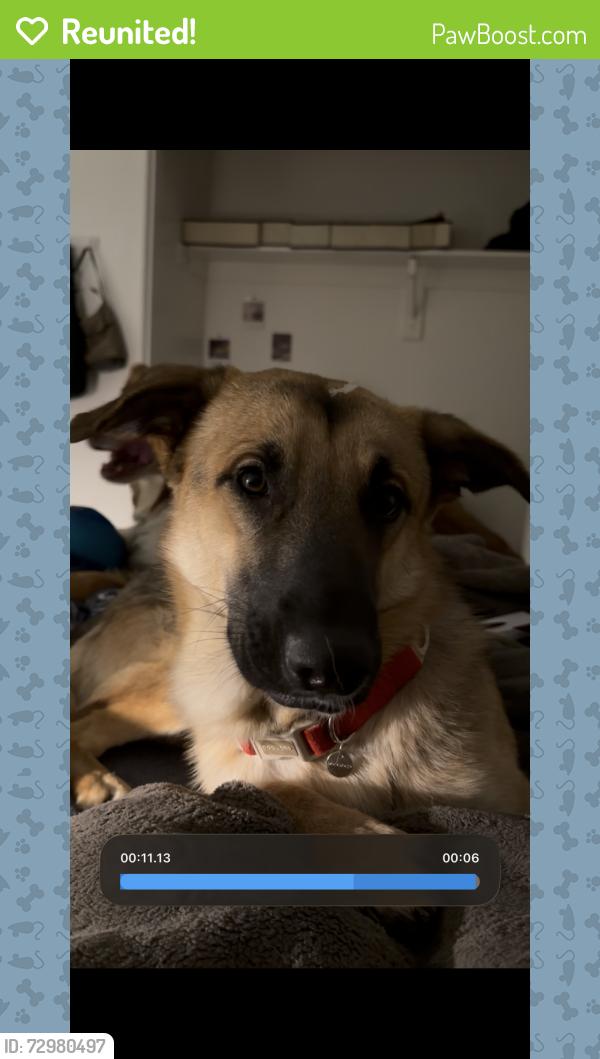 Reunited Male Dog last seen West Herber Rd, Tolleson, AZ 85353