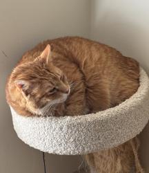 Reunited Male Cat last seen Near Merganser Terrace deck/yard, Chesterfield, VA 23838