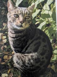 Lost Male Cat last seen Near 95 street , Edmonton, AB T6C 3X2