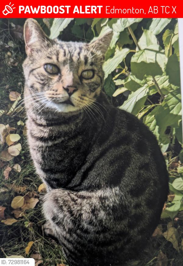 Lost Male Cat last seen Near 95 street , Edmonton, AB T6C 3X2