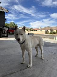 Found/Stray Male Dog last seen Liberty Park, Victorville, CA 92392
