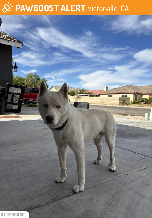 Found/Stray Male Dog last seen Liberty Park, Victorville, CA 92392