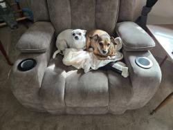 Reunited Female Dog last seen Leslie Rd., Richland, WA 99352