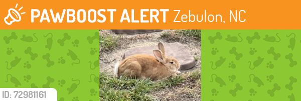 Found/Stray Unknown Rabbit last seen King Malcolm Ln WaterPlant Rd Zebulon NC, Zebulon, NC 27597