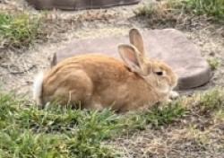 Found/Stray Unknown Rabbit last seen King Malcolm Ln WaterPlant Rd Zebulon NC, Zebulon, NC 27597