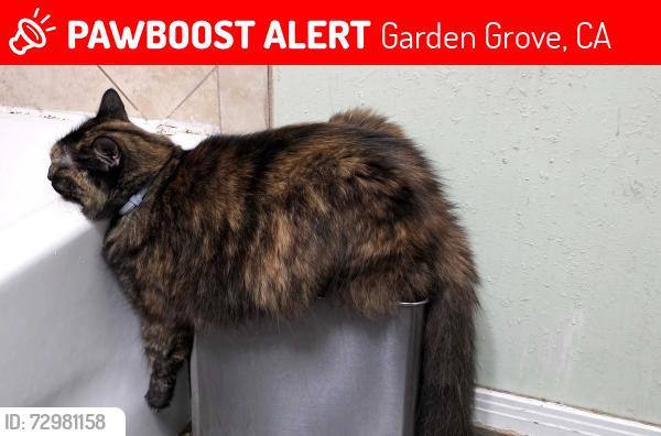 Lost Female Cat last seen Morrie ln and Chapman. Near faylane elementary , Garden Grove, CA 92840