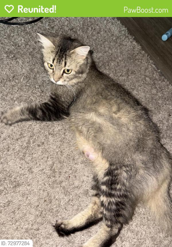 Reunited Female Cat last seen Near Trust Dr, Fayetteville, NC 28301, USA, Fayetteville, NC 28301