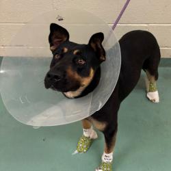 Shelter Stray Female Dog last seen , 2350 Appling City Cove, Memphis, TN 38133, USA