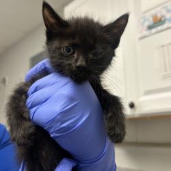 Shelter Stray Male Cat last seen , 328 Furman Hall Rd, Greenville, SC 29609, USA