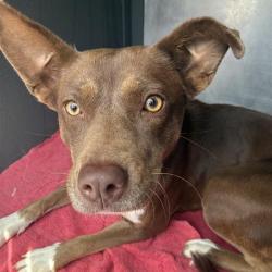 Shelter Stray Female Dog last seen , 4525 W Wendover Ave, Greensboro, NC 27409, USA