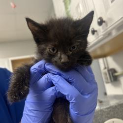 Shelter Stray Male Cat last seen , 328 Furman Hall Rd, Greenville, SC 29609, USA