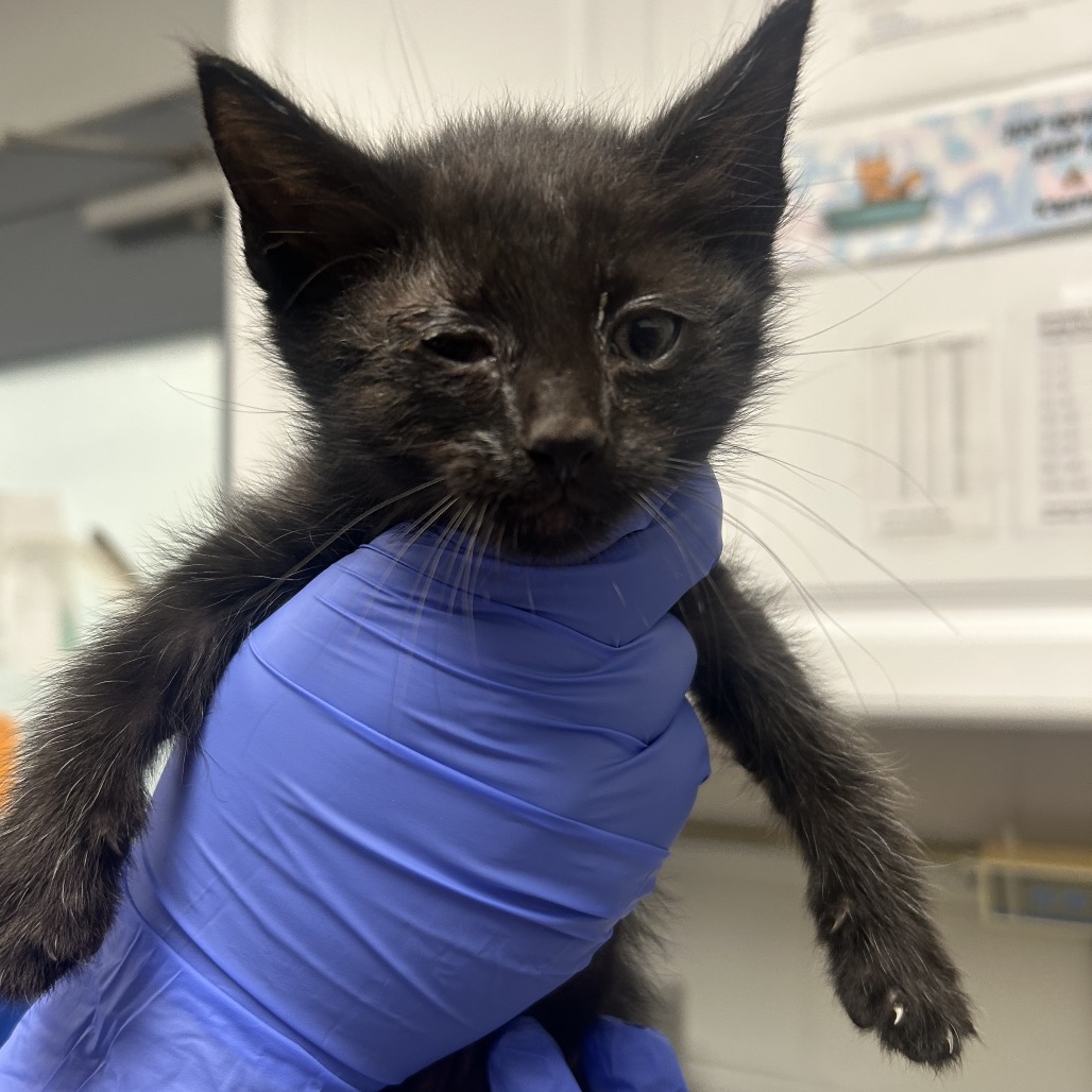 Shelter Stray Male Cat last seen , 328 Furman Hall Rd, Greenville, SC 29609, USA