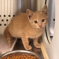 Shelter Stray Male Cat last seen , 3428 S Jenkins Ave, Norman, OK 73072, USA