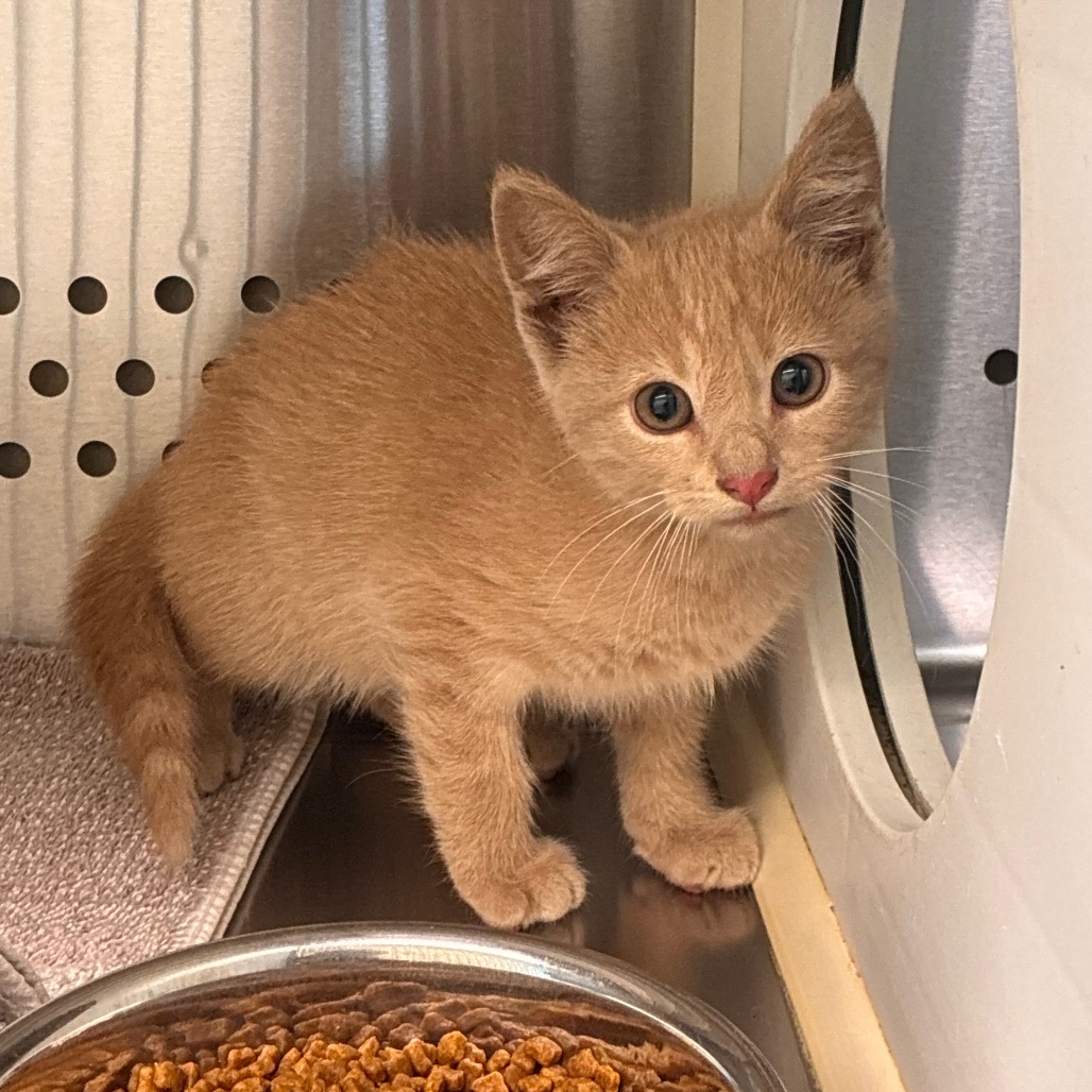 Shelter Stray Male Cat last seen , 3428 S Jenkins Ave, Norman, OK 73072, USA