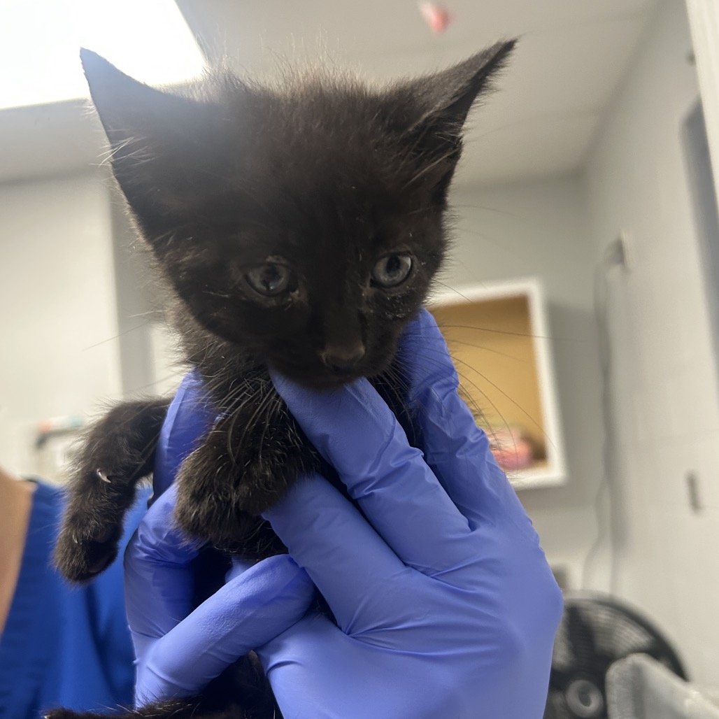 Shelter Stray Male Cat last seen , 328 Furman Hall Rd, Greenville, SC 29609, USA