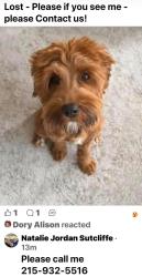 Lost Female Dog last seen Belvoir and Sandy Hill rd, Plymouth Meeting, PA 19462
