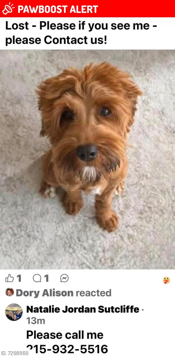 Lost Female Dog last seen Belvoir and Sandy Hill rd, Plymouth Meeting, PA 19462