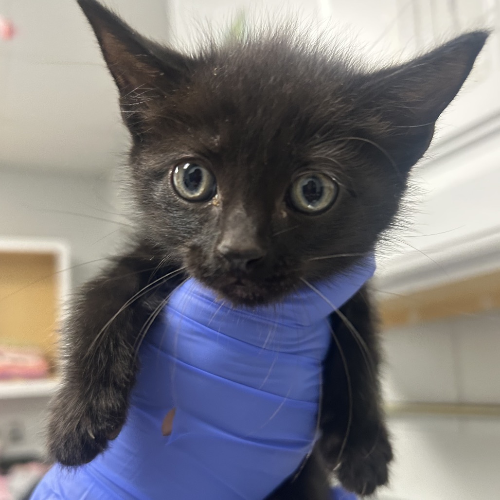 Shelter Stray Male Cat last seen , 328 Furman Hall Rd, Greenville, SC 29609, USA