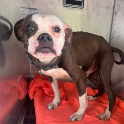 Shelter Stray Male Dog last seen , Philadelphia, PA 19140