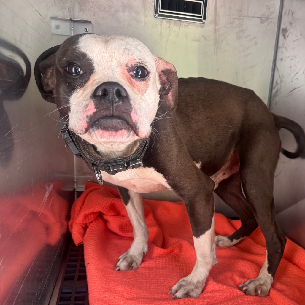 Shelter Stray Male Dog last seen , Animal Care & Control Team of Philly, 111 W Hunting Park Ave, Philadelphia, PA 19140, USA