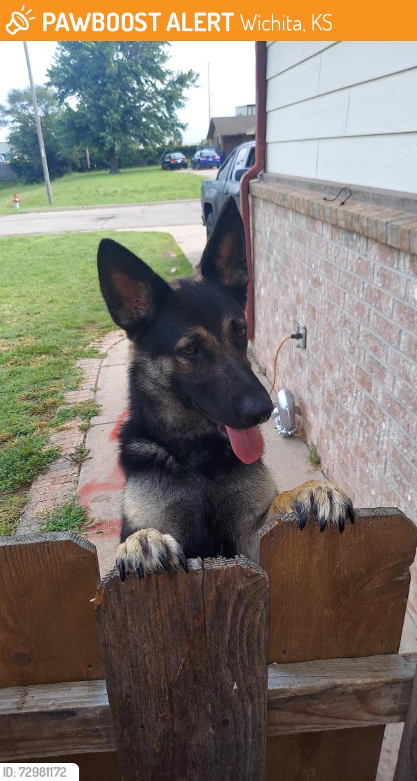 Found/Stray Female Dog last seen 31st amd meridian, Wichita, KS 67219
