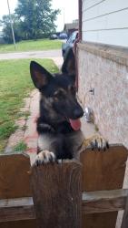 Found/Stray Female Dog last seen 31st amd meridian, Wichita, KS 67219
