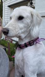 Reunited Female Dog last seen 30th & Hughes, Amarillo, TX 79109