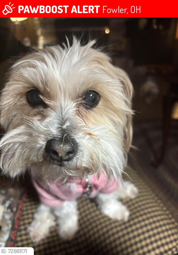 Lost Female Dog last seen King-graves road, Fowler, OH 44418
