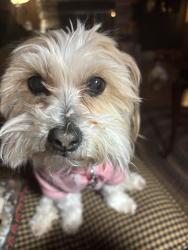Lost Female Dog last seen King-graves road, Fowler, OH 44418