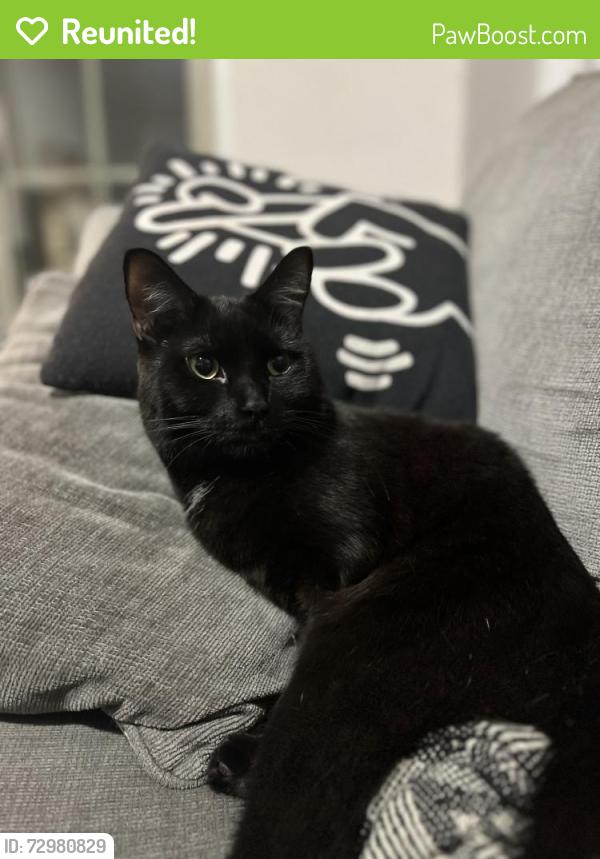 Reunited Female Cat last seen On Bristol st between Cardinal Medeiros and Webster Ave, Cambridge, MA 02141