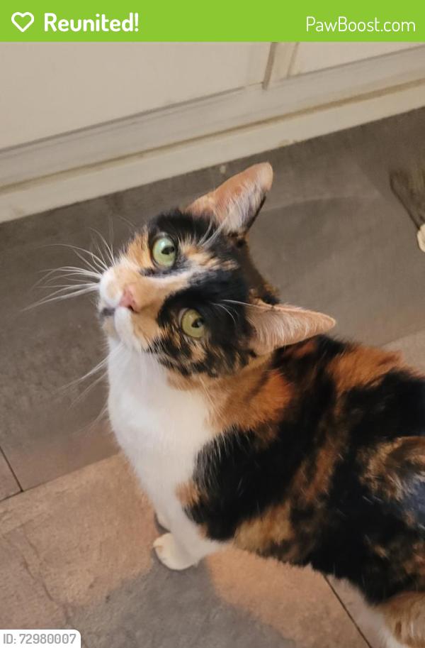 Reunited Female Cat last seen South Carson Street, Carson City, NV 89701