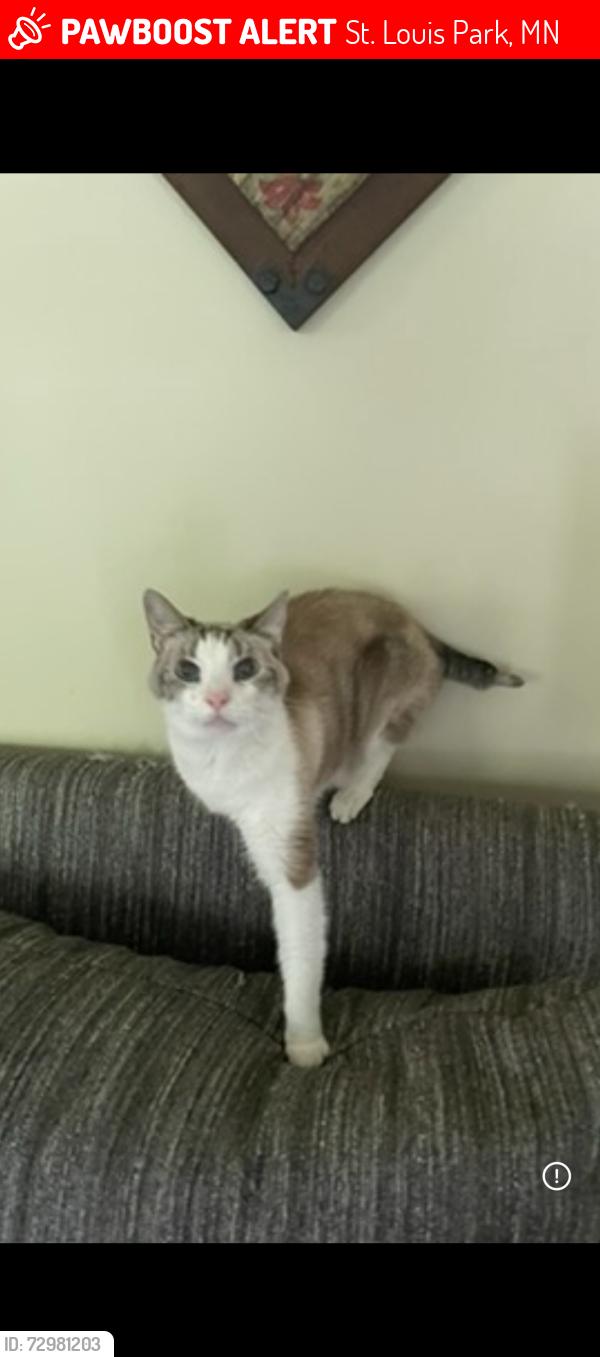 Lost Male Cat last seen 16th & Jersey Ave. S. , St. Louis Park, MN 55426