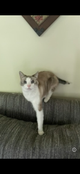 Lost Male Cat last seen 16th & Jersey Ave. S. , St. Louis Park, MN 55426