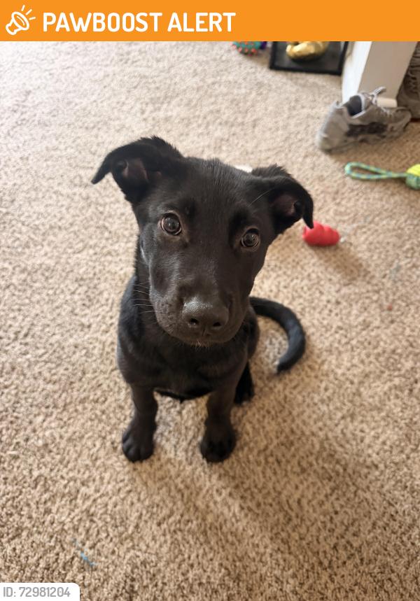 Found/Stray Male Dog last seen Greenridge drive , North Charleston, SC 29406