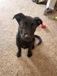 Found/Stray Male Dog last seen Greenridge drive , North Charleston, SC 29406