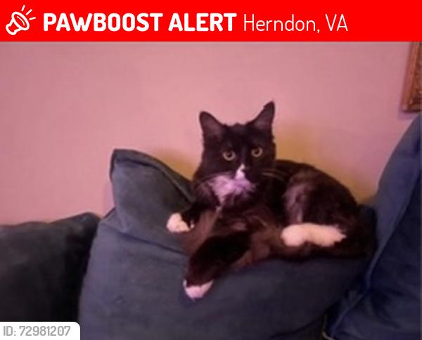 Lost Female Cat last seen Enright and Sterling , Herndon, VA 20170