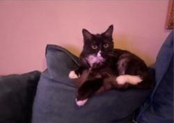 Lost Female Cat last seen Enright and Sterling , Herndon, VA 20170