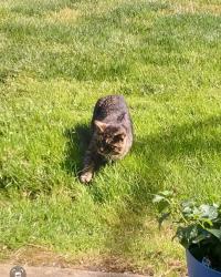 Found/Stray Unknown Cat last seen Woodland Ridge apmts near 83rd St & Rt 53, Woodridge, IL 60517