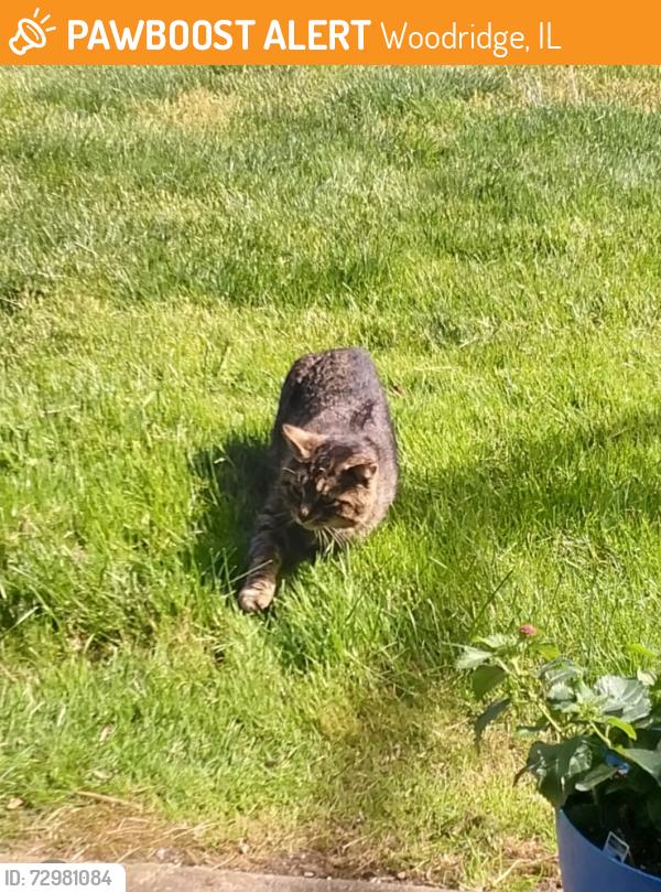 Found/Stray Unknown Cat last seen Woodland Ridge apmts near 83rd St & Rt 53, Woodridge, IL 60517