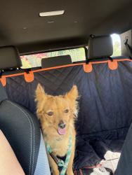 Reunited Male Dog last seen Lakview apmts on the street, Mesa, AZ 85206