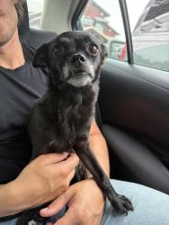 Found/Stray Female Dog last seen Tower Rd., Sevier County, TN 37862